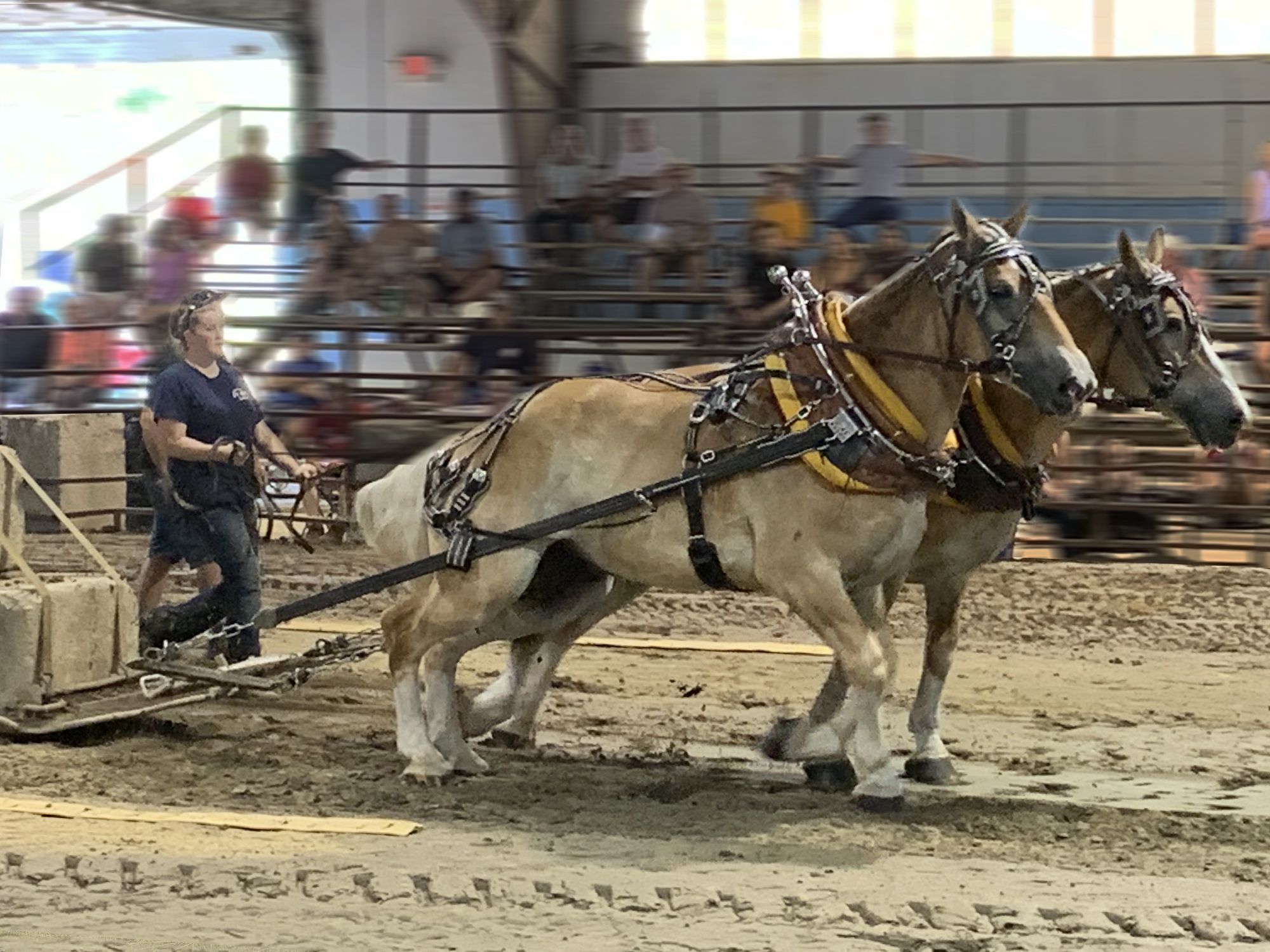 horse pulls at Cheshire Fair 